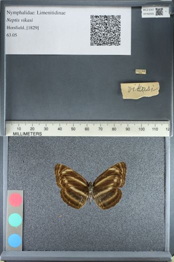 Media type: image; Entomology 162305